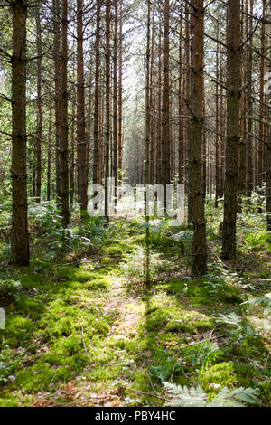 Sun beams through pine trees in a beautiful green forest with a carpet of fresh moss Stock Photo