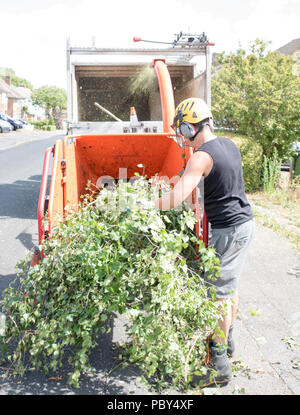 Tree surgeon at work feeding small branches into a wood chipping machine. Stock Photo