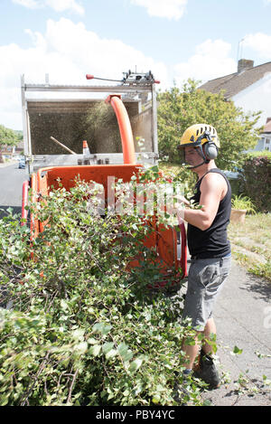 Working wood chipper machine with a tree surgeon feeding branches in. Stock Photo