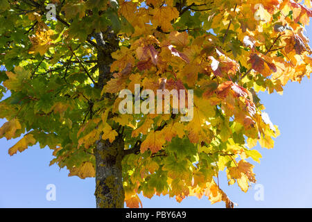 tree with colofrul leaves in autumn with blue sky yellow green red Stock Photo