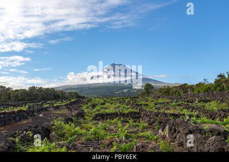 The silhouette of the Mount Pico, overlooking the hedge rows dividing the vineyards of Pico Island, Azores, Portugal Stock Photo