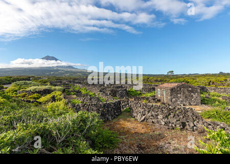 The silhouette of the Mount Pico, overlooking the hedge rows dividing the vineyards of Pico Island, Azores, Portugal Stock Photo