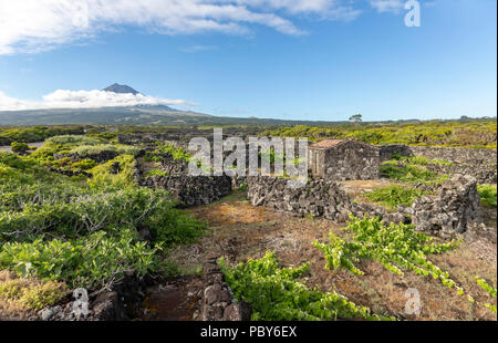 The silhouette of the Mount Pico, overlooking the hedge rows dividing the vineyards of Pico Island, Azores, Portugal Stock Photo