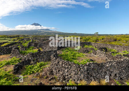 The silhouette of the Mount Pico, overlooking the hedge rows dividing the vineyards of Pico Island, Azores, Portugal Stock Photo