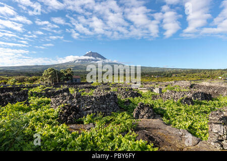 The silhouette of the Mount Pico, overlooking the hedge rows dividing the vineyards of Pico Island, Azores, Portugal Stock Photo