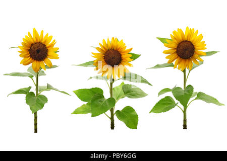three sunflowers isolated on white background Stock Photo