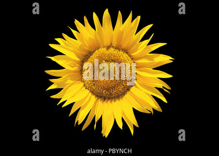 Sunflower on black isolated background Stock Photo