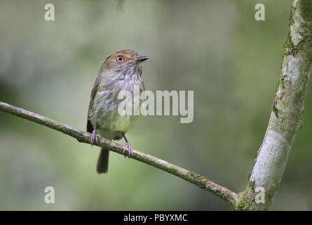 https://l450v.alamy.com/450v/pbyxmc/scale-crested-pygmy-tyrant-perched-on-a-tree-branch-pbyxmc.jpg