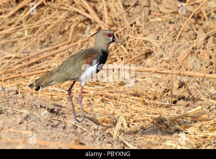Southern Lapwing (Vanellus chilensis) on a dried grass field in the central region of Panama Stock Photo