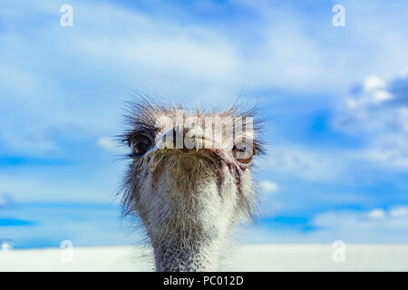 Ostrich in a farm on a background of blue sky looking at you Stock Photo