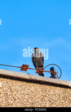 European jackdaw (Coloeus monedula) sitting on a roof. Stock Photo