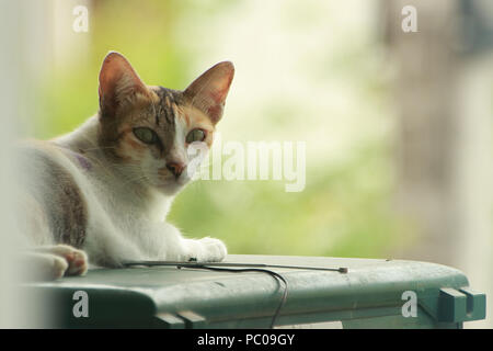 A tricolored cat is reclining on the fridge, its eyes trained on me. Stock Photo
