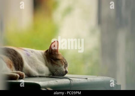 A tricolored cat is sound asleep on the fridge. Stock Photo