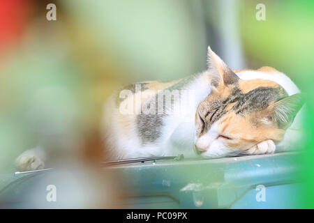 A tricolored cat is sound asleep on the fridge. Stock Photo