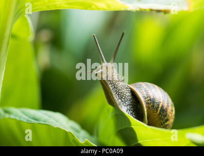 Helix aspersa - common garden snail on green hosta leaf reaching upwards - uk Stock Photo