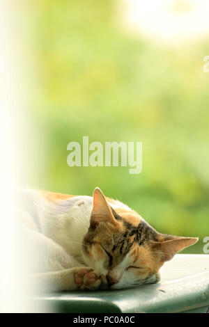 A tricolored cat is sound asleep on the fridge. Stock Photo