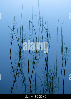 Naturalistic abstract background. Equisetum growing in lakeside water. It is the only living genus in Equisetaceae, a family of vascular plants that reproduce by spores rather than seeds. Stock Photo