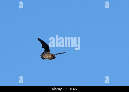 Migrant Daubenton's bat (Myotis daubentonii) hunting in daylight for aquatic insects over coastal grassland, Matsalu Bay, Haeska, Estonia, September. Stock Photo