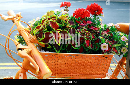 Hunstanton in Bloom, orange coloured sprayed bicycle, unusual, container, bedding plants, flowers Stock Photo