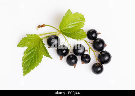 Black currant and leaves isolated. Collection Stock Photo