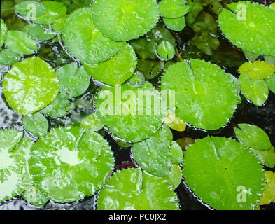 Close Up High Angle View Pond Full of Green Lily  Pads Stock Photo