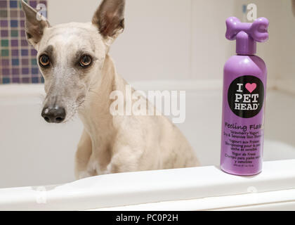 Brindle whippet dog in bath with bottle of dog shampoo Stock Photo