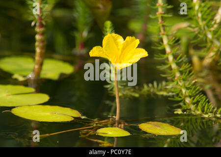 Fringed Water-lily, Nymphoides peltata, wildlife pond plant flower, Sussex, UK, June Stock Photo