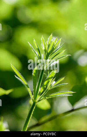 Goosegrass, Cleavers or Sticky Willie Galium aparine Stock Photo