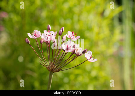 Flowering Rush, Butomus umbellatus, Marginal plant, Garden pond, Sussex, UK, June. Stock Photo