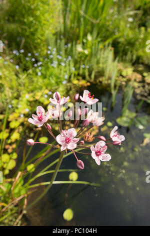 Flowering Rush, Butomus umbellatus, Marginal plant, Garden pond, Sussex, UK, June. Stock Photo