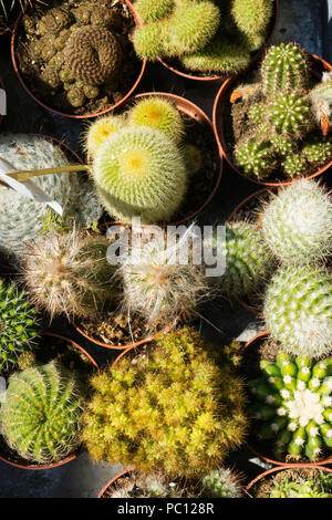 Cacti and succulent plants overhead view Stock Photo