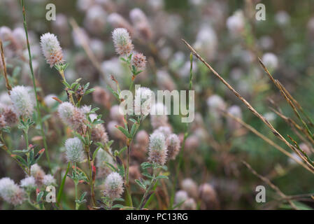 rabbitfoot clover flowers macro selective focus Stock Photo