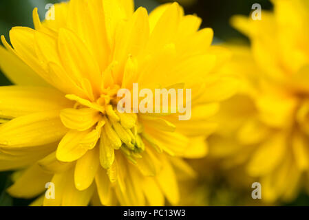 yellow dalia flower macro selective focus Stock Photo