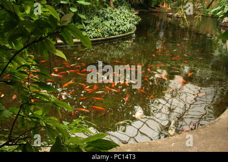 Beautiful coloured koi carp,swimming in shoal, within Roath park, cardiff,South Wales Stock Photo