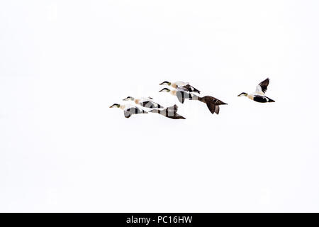 A flock of Common Eider ducks (Somateria mollissima) flying in the Svalbard archipelago. Stock Photo