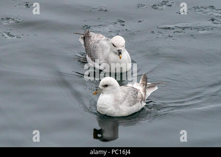 Two Northern Fulmars (Fulmarus glacialis) swimming near the coast of Svalbard, Norway. Stock Photo