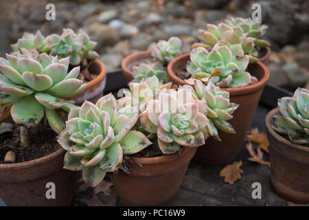 Echeveria succulents in small clay pots on wooden surface Stock Photo