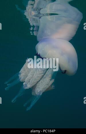 barrel jellyfish, Blumenkohlqualle, Lungenqualle, Rhizostoma pulmo, Tamariu, Costa Brava, spain, mediterranean, Spanien, Mittelmeer