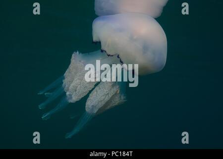 barrel jellyfish, Blumenkohlqualle, Lungenqualle, Rhizostoma pulmo, Tamariu, Costa Brava, spain, mediterranean, Spanien, Mittelmeer