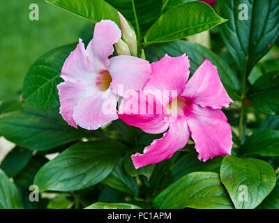 Pink Mandevilla flowering vine flowers belonging to the dogbane family, Apocynaceae, with a common name of rock trumpet growing in a patio garden. Stock Photo