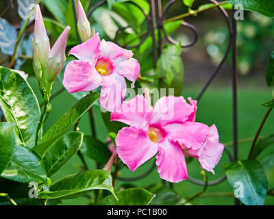 Pink Mandevilla flowering vine flowers belonging to the dogbane family, Apocynaceae, with a common name of rock trumpet growing in a patio garden. Stock Photo