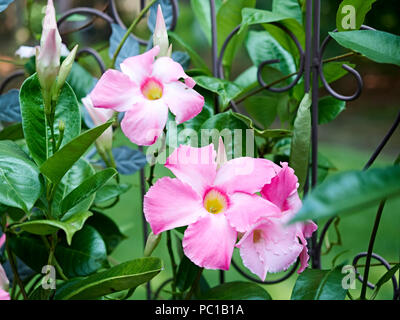 Pink Mandevilla flowering vine flowers belonging to the dogbane family, Apocynaceae, with a common name of rock trumpet growing in a patio garden. Stock Photo