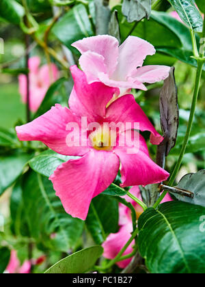 Pink Mandevilla flowering vine flowers belonging to the dogbane family, Apocynaceae, with a common name of rock trumpet growing in a patio garden. Stock Photo