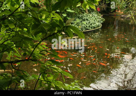 Beautiful coloured koi carp,swimming in shoal, within Roath park, cardiff,South Wales Stock Photo