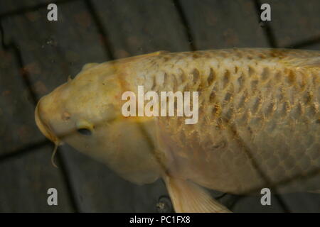 Beautiful coloured koi carp,swimming in shoal, within Roath park, cardiff,South Wales Stock Photo