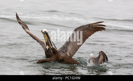 Adult brown pelican, Pelecanus occidentalis, losing a sardine, Isla San Lorenzo, Baja California, Mexico. Stock Photo