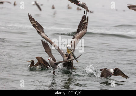 Adult brown pelican, Pelecanus occidentalis, losing a sardine, Isla San Lorenzo, Baja California, Mexico. Stock Photo