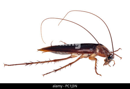 Cockroach Silo American Cockroach - Periplaneta americana Stock Photo