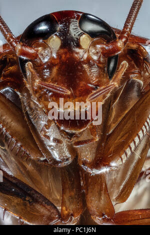 Cockroach Silo American Cockroach - Periplaneta americana Stock Photo