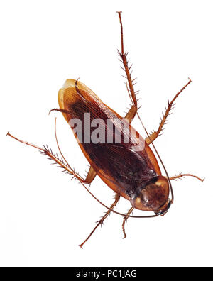 Cockroach Silo American Cockroach - Periplaneta americana Stock Photo